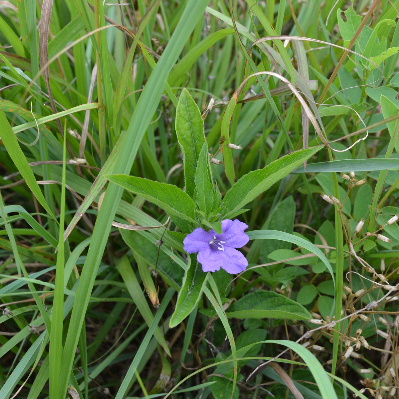 Wild Petunia (Ruellia humilis)