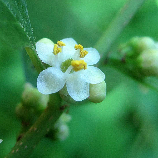 Winterberry Holly (Male) (Ilex verticillata 'Jim Dandy')