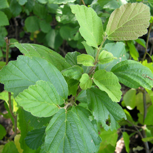 Witch Hazel (Hamamelis virginiana)