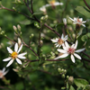 White Wood Aster (Eurybia divaricata syn. Aster divaricatus)