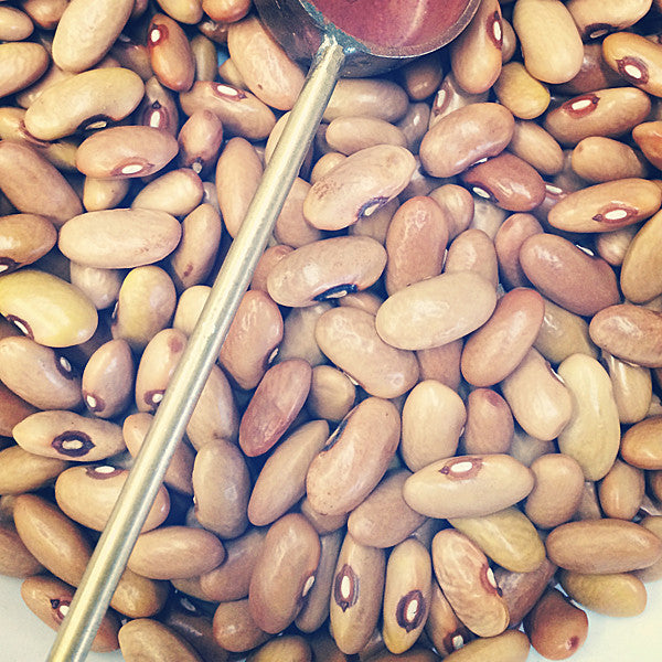 Yellow Arikara Bean Seeds (Phaseolus vulgaris cv.)