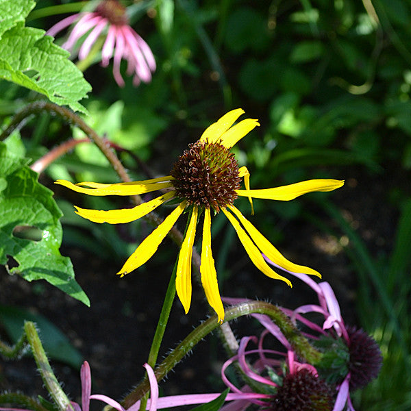 Yellow Coneflower (Echinacea paradoxa)