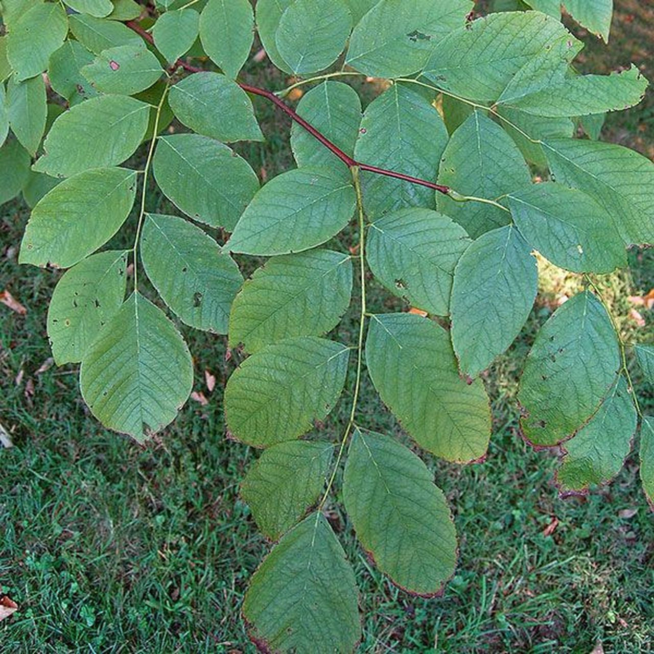 American Yellowwood (Cladrastis kentukea)