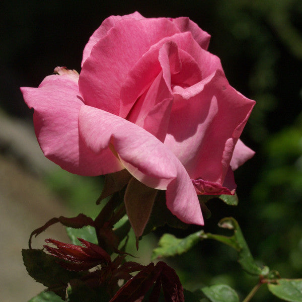 'Zephirine Drouhin' Bourbon Rose (Rosa cv.)