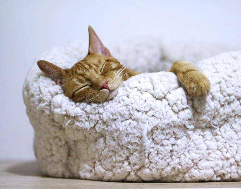 Cat Beds and Bedding collection:  A picture of a cat sleeping on a fluffy fleece bed