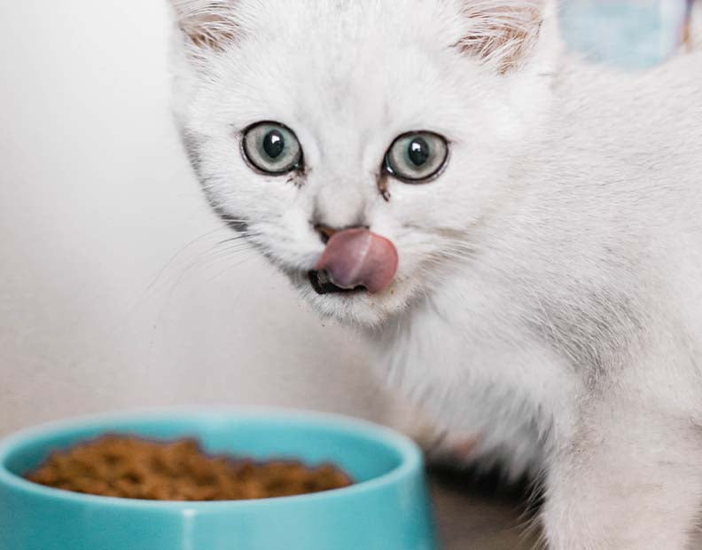 Cat bowls and feeders collection:  A picture of a white cat eating from a blue ceramic bowl