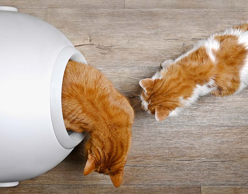 Cat Litter Boxes & Accessories: A picture of two cats taking turns to go to the litter box