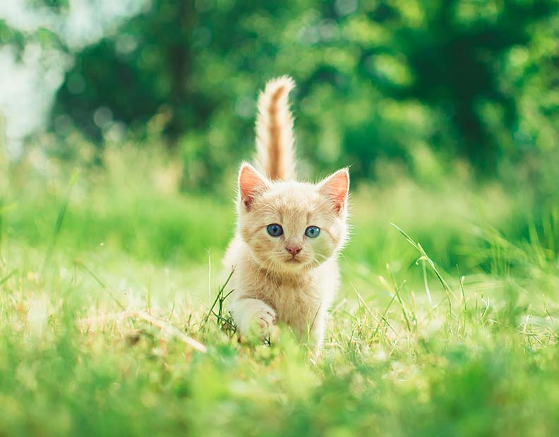 Cat memorials & funerary collection: A picture of a kitten on grass field