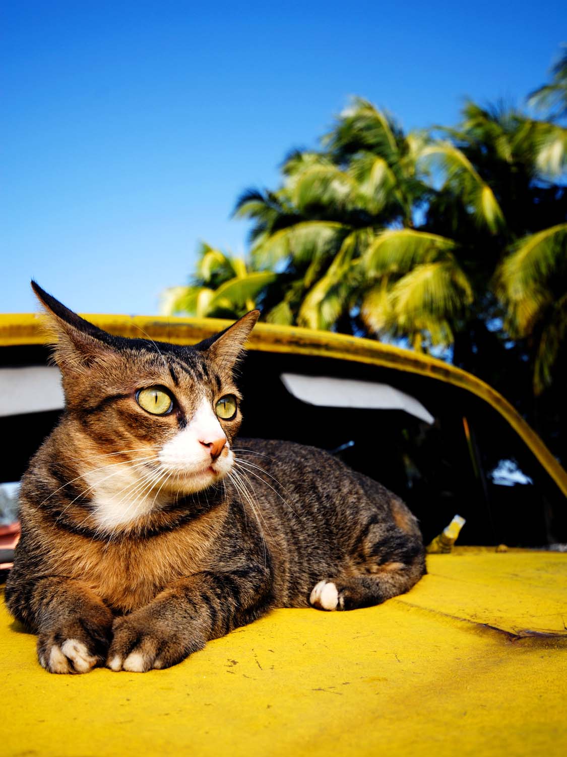 Cat Products Collection: A cat relaxing on an old classic car on a tropical island