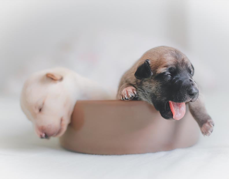 Dog bowls and feeders collection:  A picture of two puppies sleeping inside ceramics dog bowl. 