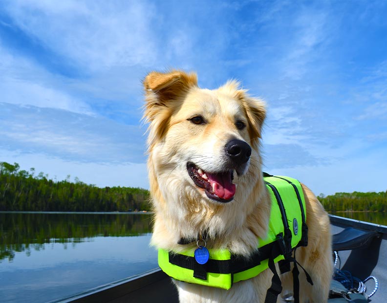 Dog Collar, Leashes and Harnesses Collection: A picture of a dog on a boat wearing a yellow life jacket
