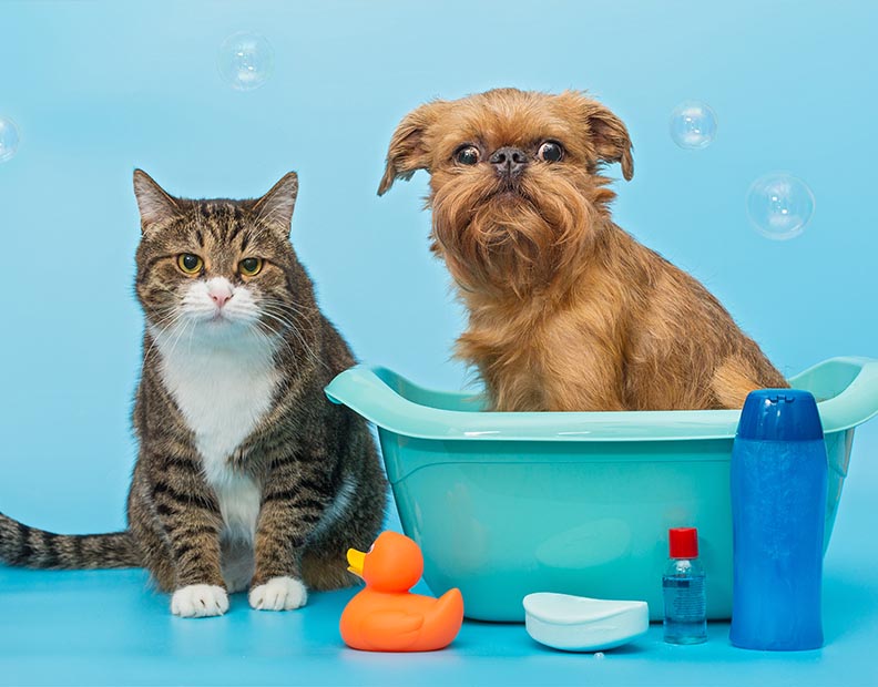 Cat Grooming and Bathing collection:  A picture of a dog in a blue tub with a cat sitting besides the tub looking at the camera