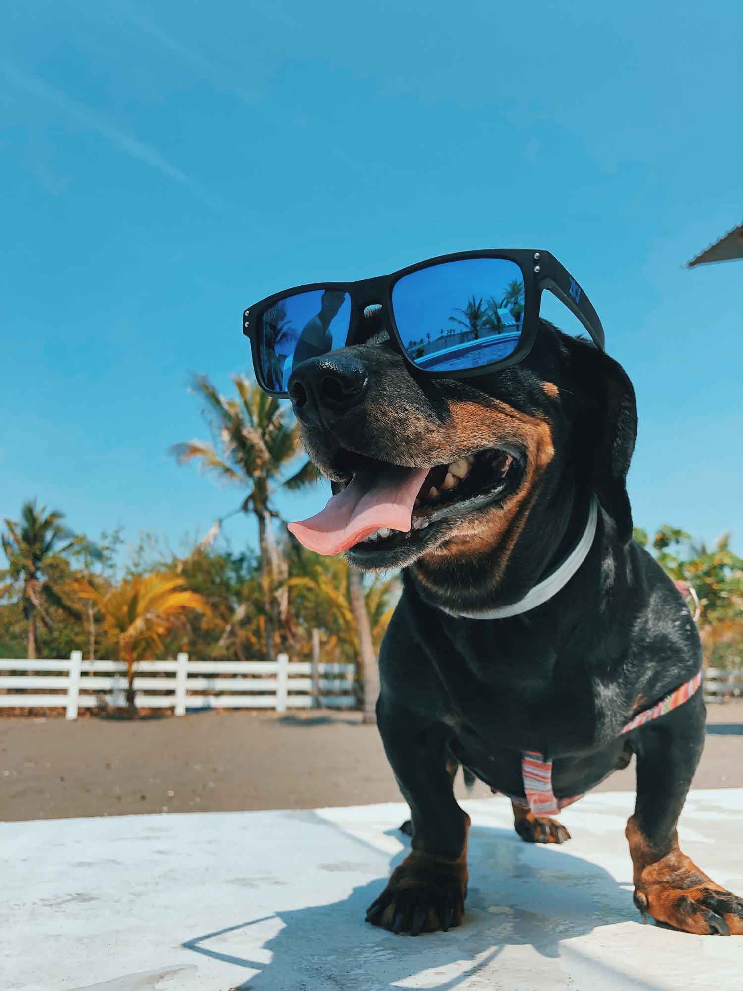 Dog Products Collection: A dog wearing cool-looking sunglasses at a tropical beach.