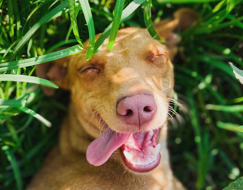 A picture of a laughing brown dog lying on the grass floor with dog toys