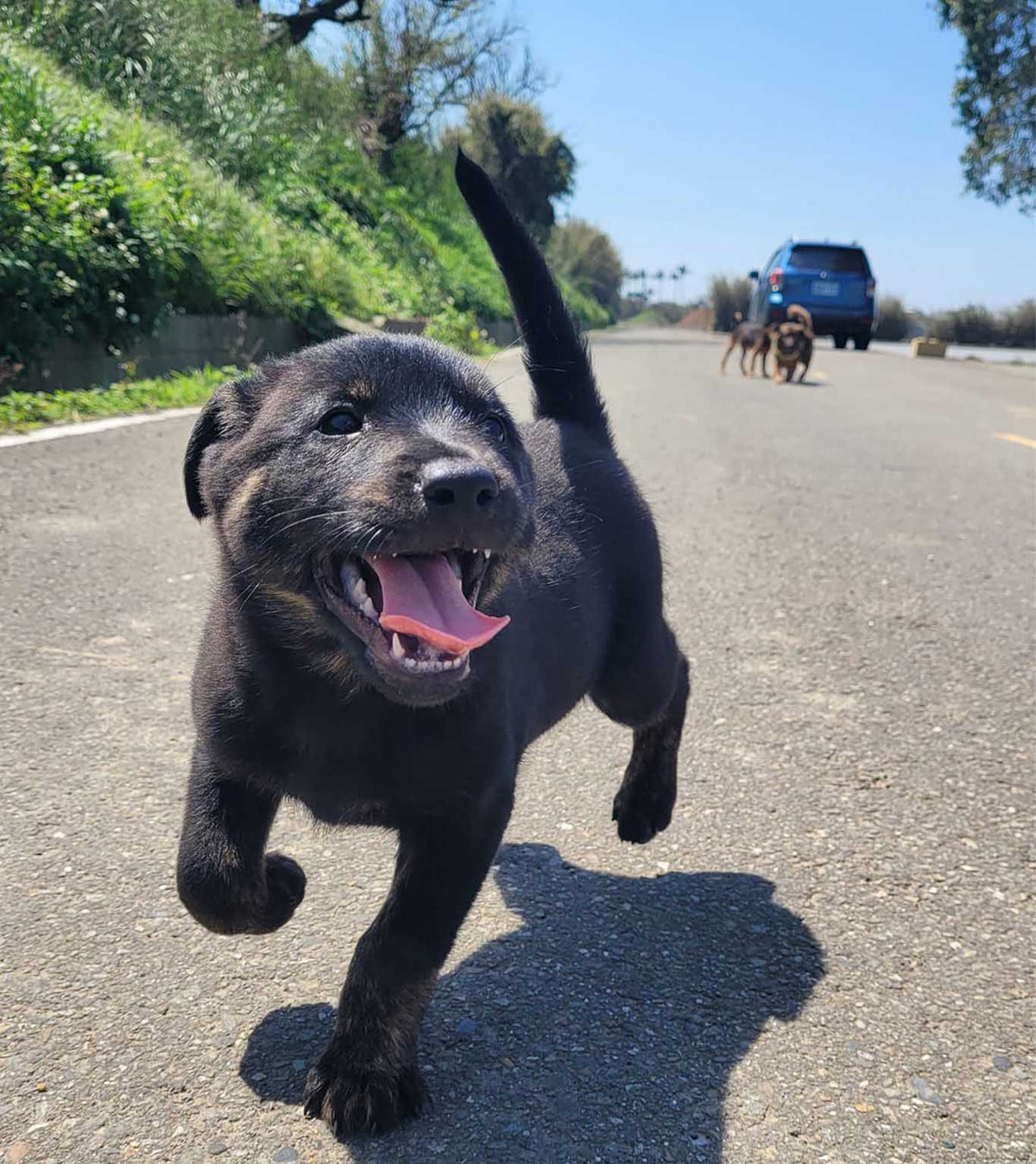 A black puppy rescued in Taiwan ready for adoption for United States and Canada adopters