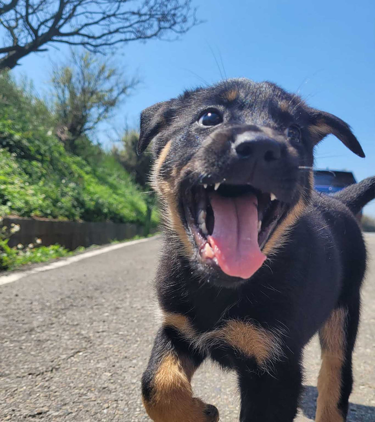 A black and brown puppy rescued in Taiwan ready for adoption for United States and Canada adopters