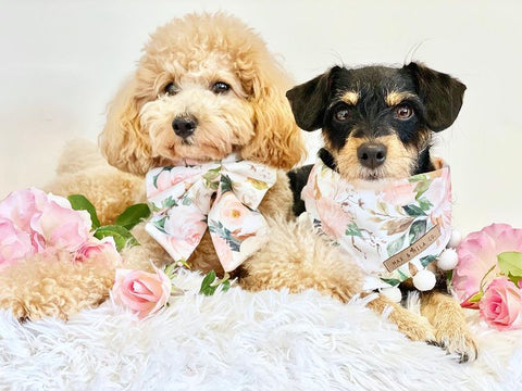 Max & Mila Co. dogs bichon poodle fox terrier