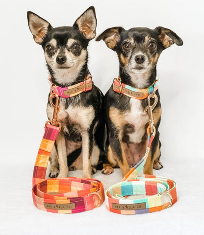 Chihuahuas in matching dog collar and leads