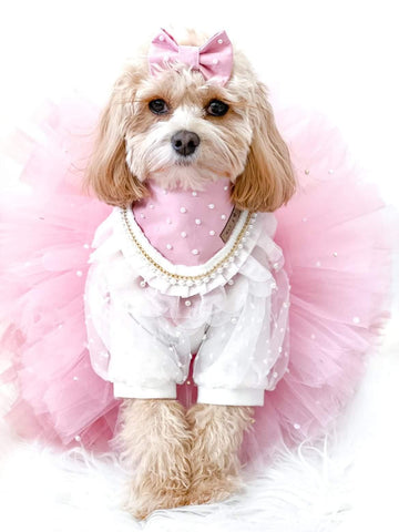 Cavoodle in pink dog bandana and tutu