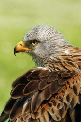 Hertzenhof RedKite