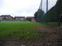 Tennis courts seed germinating