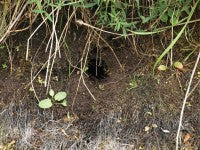 WaterVole Nest