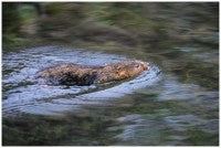 WaterVole Swimming