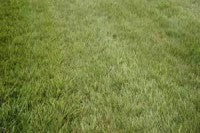 aintree-grass.jpg