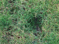 grass growth divot mix