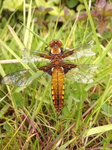 Chaser Dragonfly - Female