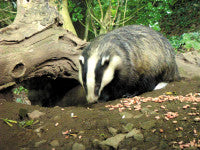 Badger-BBC.jpg