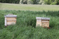 Beehives