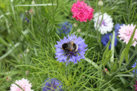 FulfordHeath Bumblebee