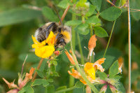 Bumblebee on trefoil 11