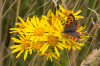 Butterfly on Ragwort 2