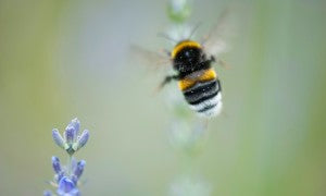 Photograph Odilon Dimier,Alamy