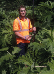 CardinalWiseman overwhelmed by giant hogweed