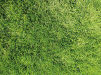 Cartmel agr recovered grass