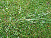 Ryegrass in Fescue