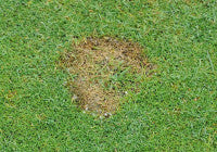 Fusarium Patch mr