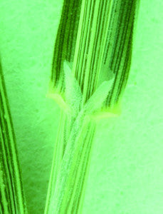 Common Bent Truncate ligule