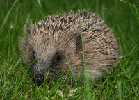 Hedgehog WikiCommons