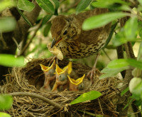 SongThrush WikiCommons