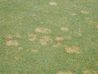 Fusarium-1.jpg