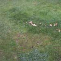 fairy-rings-clump.jpg