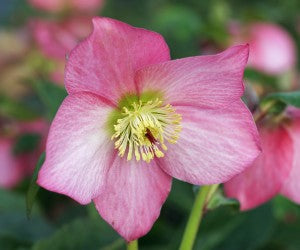 FD6229 Helleborus Rosemary (p)