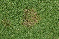 Fusarium patch low res.JPG