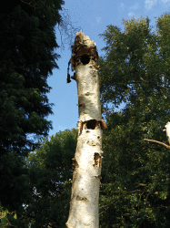 Fairhaven SilverBirch