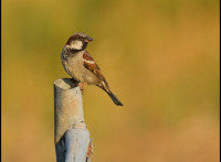 HouseSparrow