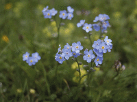 Forget me not